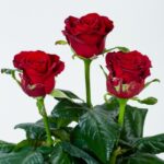 Bordowe róże