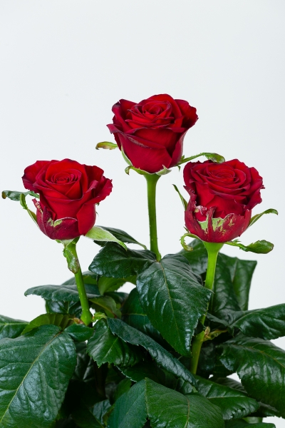 Bordowe róże