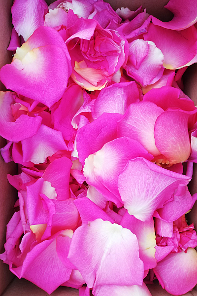 Różowe płatki róż
