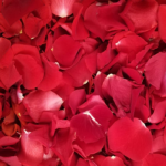 Czerwone płatki róż