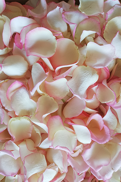 biało różowe płatki róż