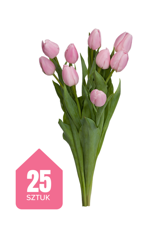25 różowych tulipanów
