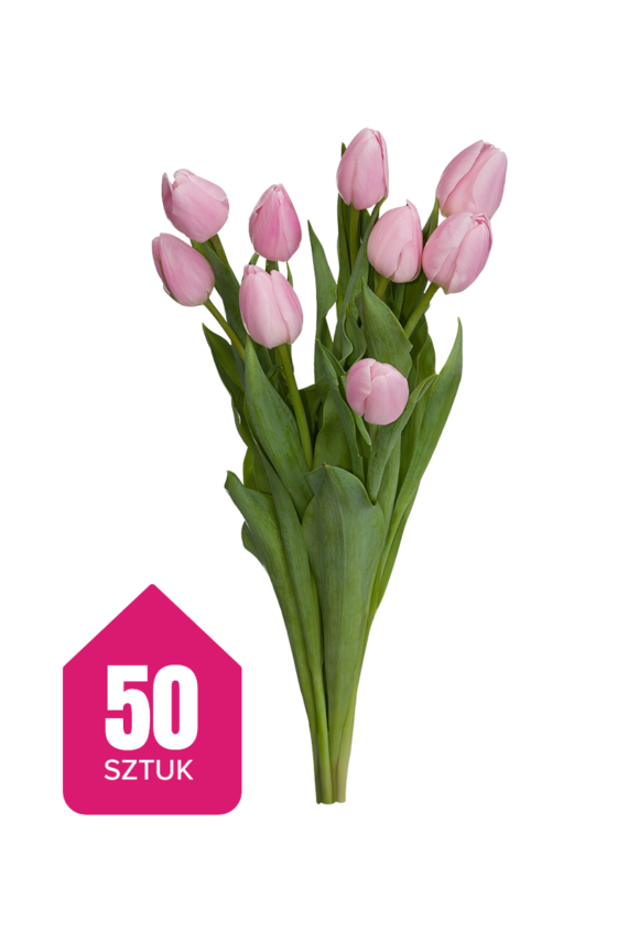 50 różowych tulipanów