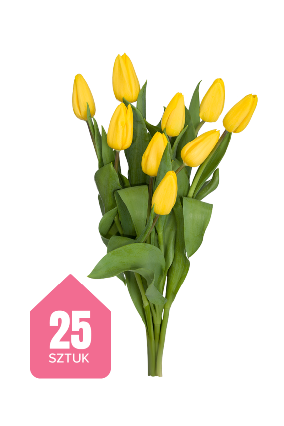 25 żółtych tulipanów