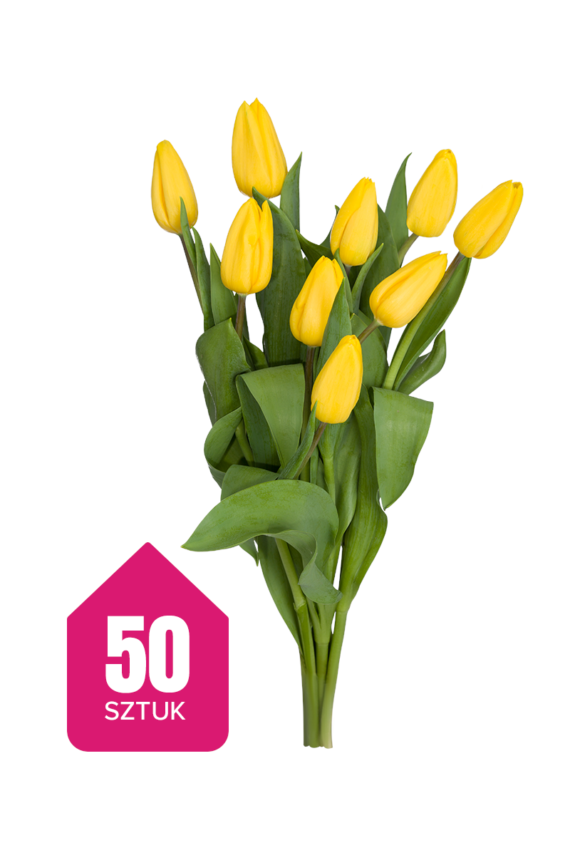 50 żółtych tulipanów
