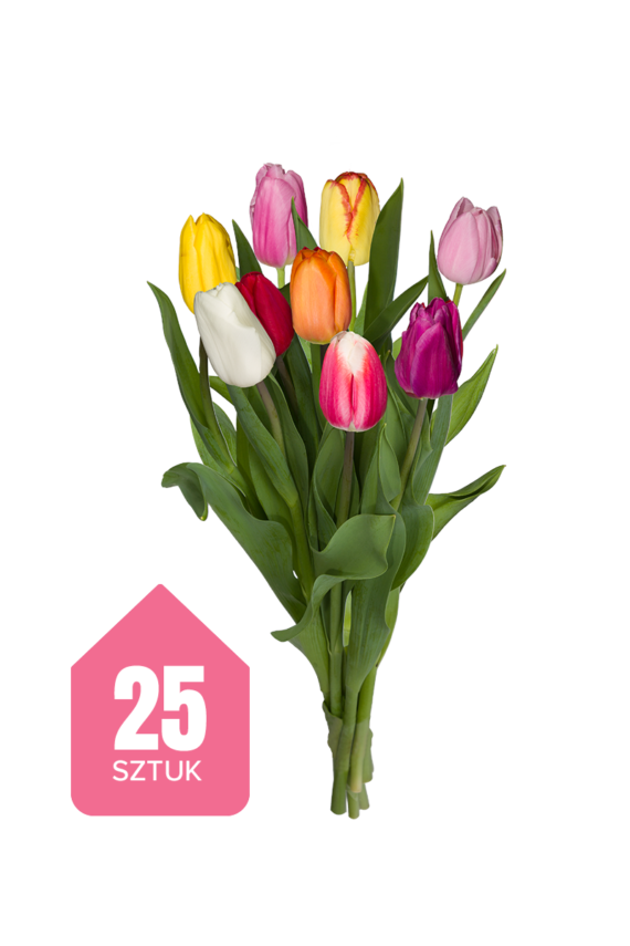 25 kolorowych tulipanów