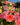 bukiet różowy 1 (800×1200)