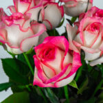 15_1 jumilia różowe róże