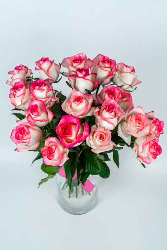 20 jumilia różowe róże