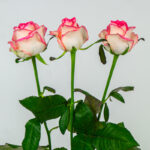3_1 jumilia różowe róże